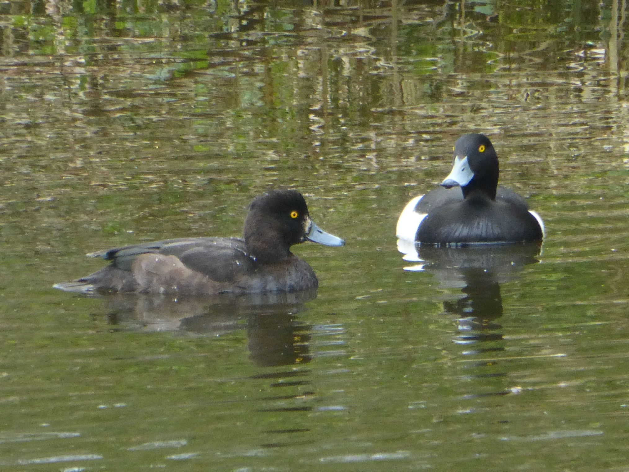 Welke eenden zijn dit